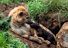 Jim Charlton_Spotted Hyena and new born pup.jpg